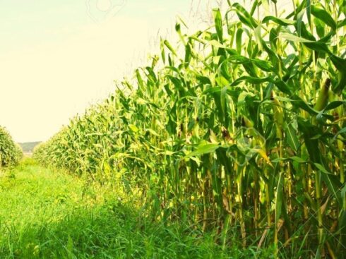 Agritech Startups Leveraging The Golden Opportunity In Covid Times